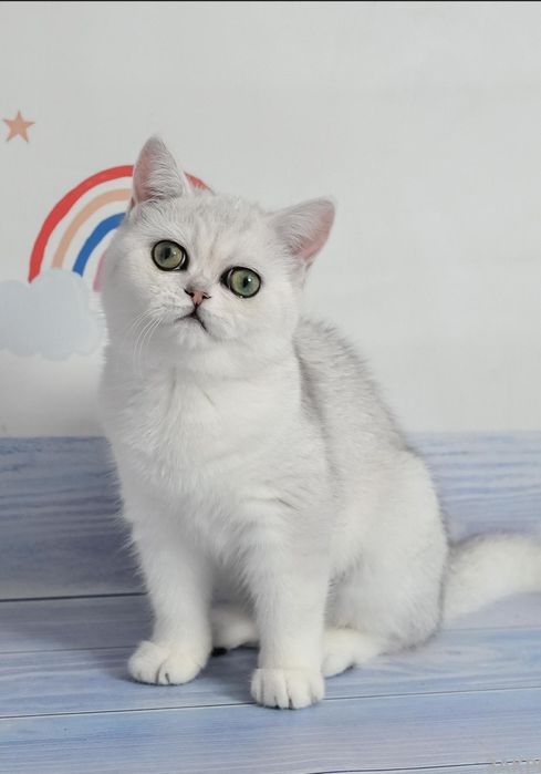 Британська красуня