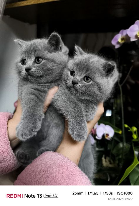 Шотландські кошенята