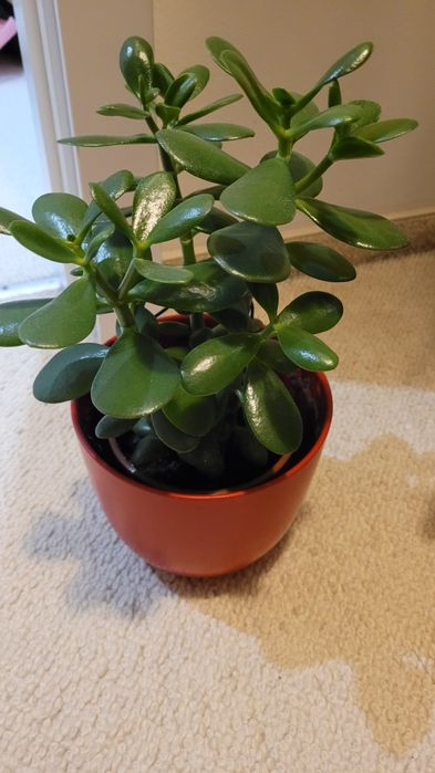 Duże drzewko szczescia