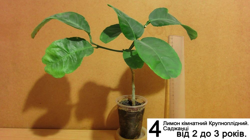 Лимон Кімнатний Крупноплідний Саджанці. Інжир. Ожина. Самшит.