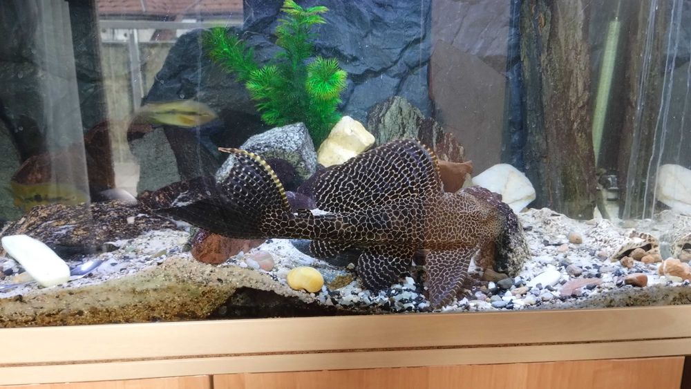 Glonojad duży ponad 30 cm