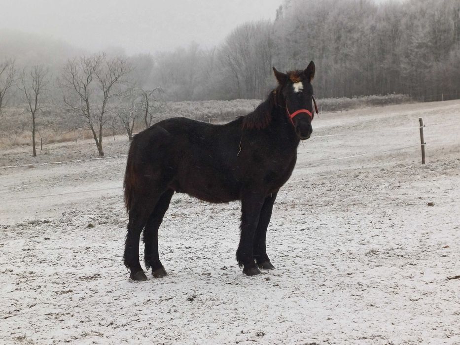 Piękny źrebak  7 miesiecy.