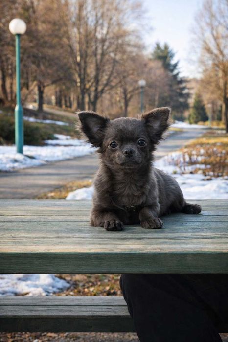 Для продажу дівчинка чихуа міні