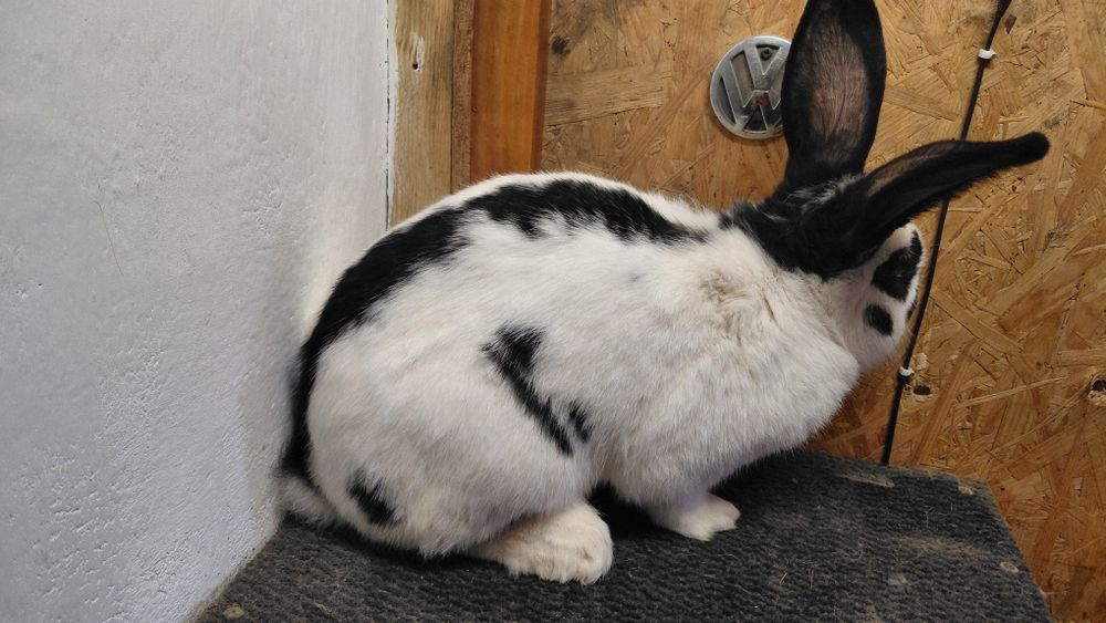 Samiec srokacz czarny