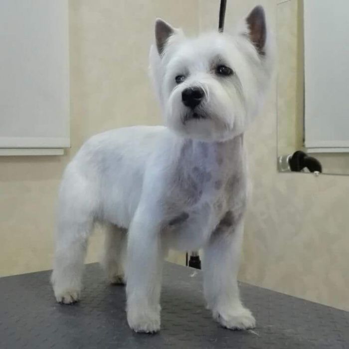 ГРУМІНГ (стрижка собак та котів)