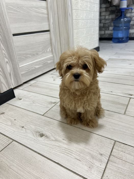 Мальтипу мальчик