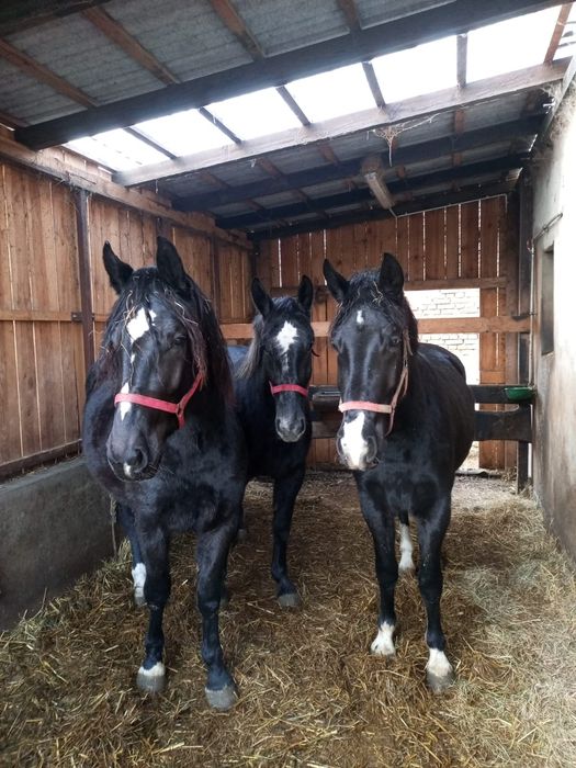 Sprzedam konie śląskie