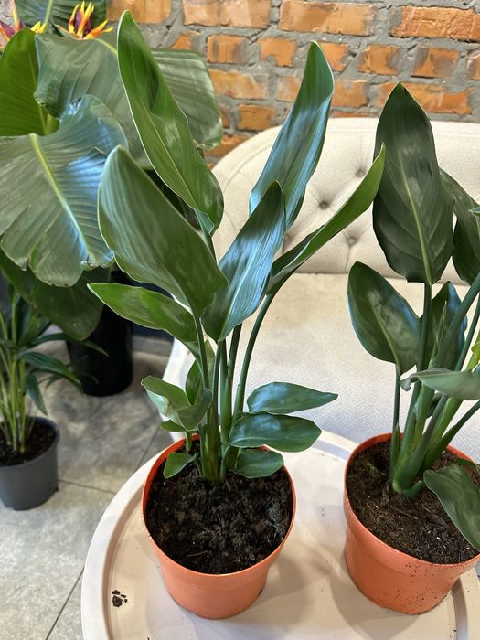 Стреліція Регіна королівська h 65 см на дві рослини