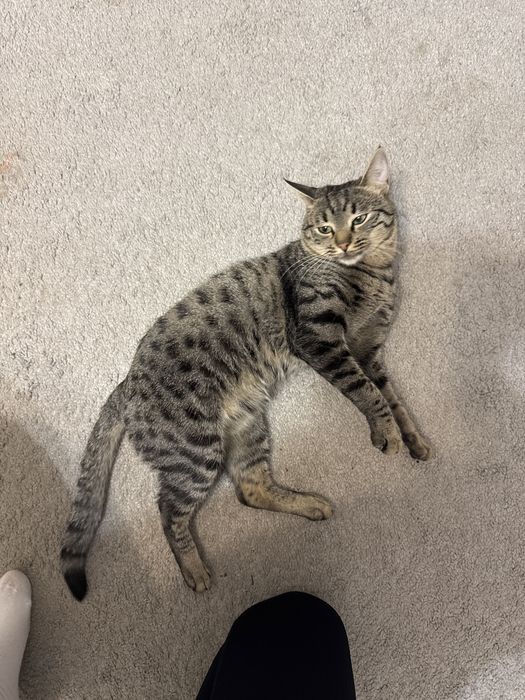 Віддаю кота 1 рік