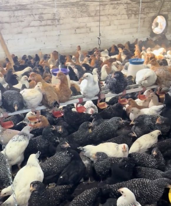 Підрощені курчата