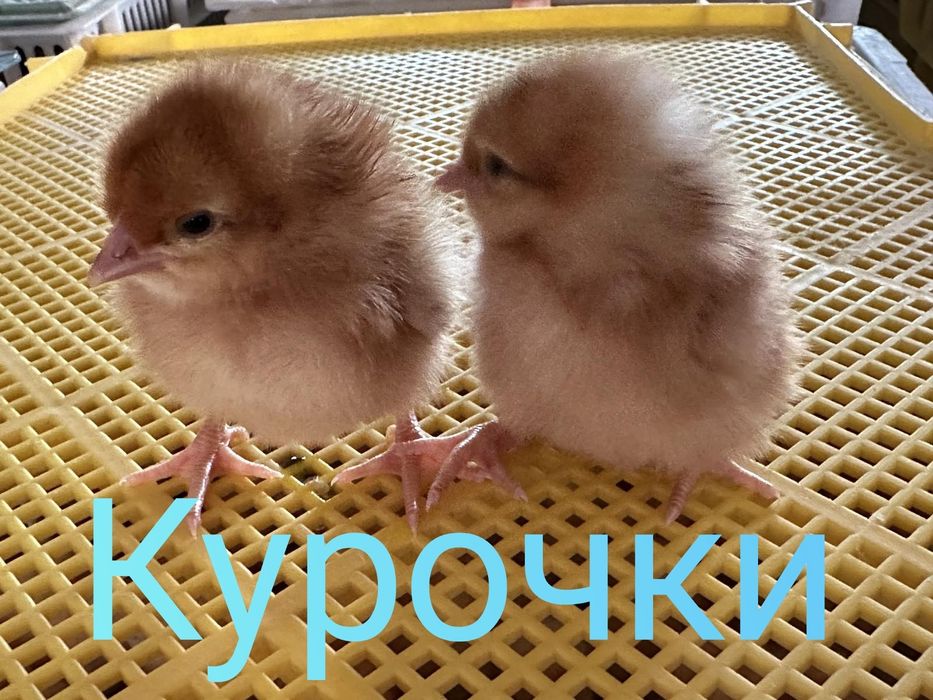 ДОБОВІ Суточні курчата циплята цыплята Ломан Браун Сенді Півники Півні