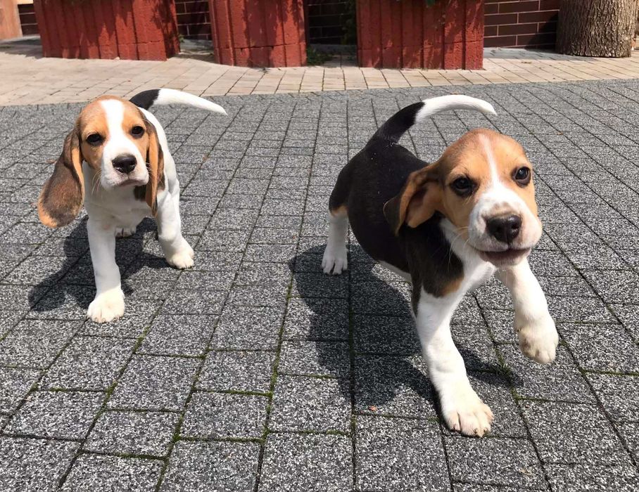 Beagle/Bigle - szczenię rodowodowe ZKwP/FCI - po championie