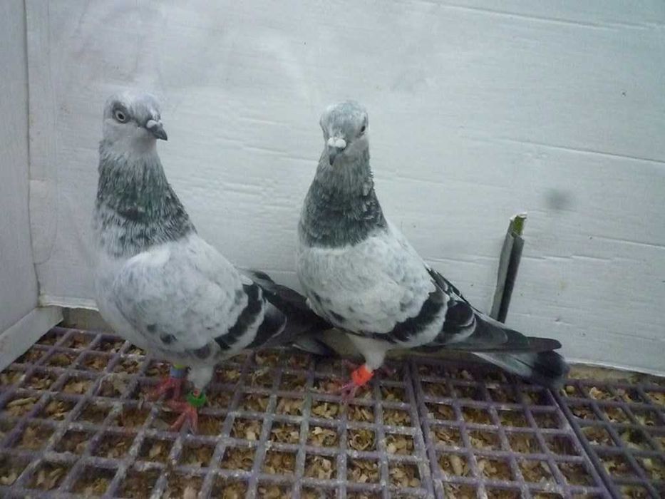 Gołębie Pantosze - Budapeszty Wysokolotne nr.2