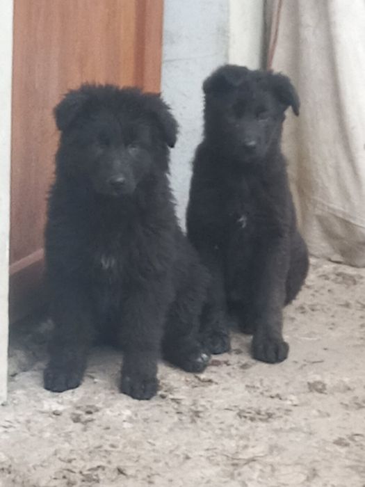 Продам цуценят німецької вівчарки