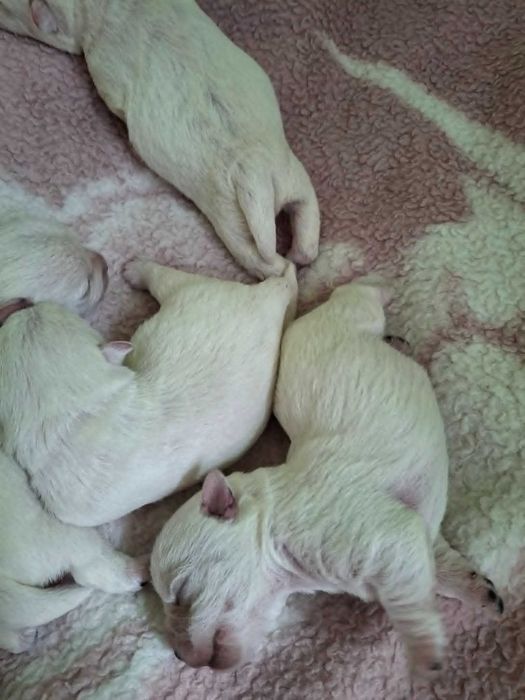 Szczeniak West Highland White Terrier FCI