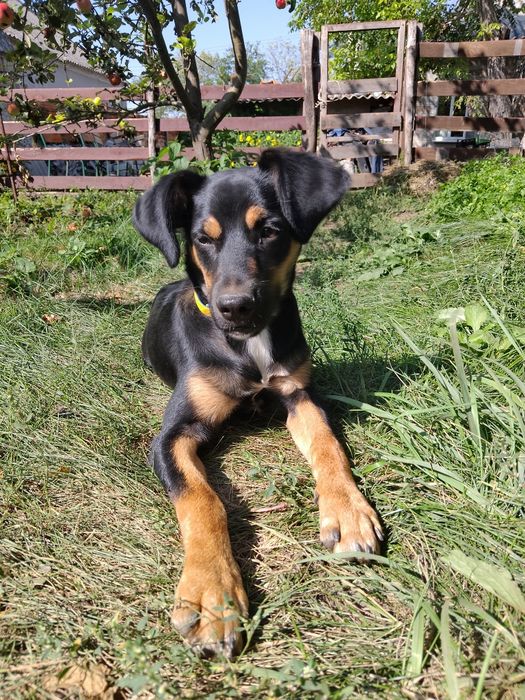 СРОЧНО ОТДАЕМ мальчика в хорошие ручки