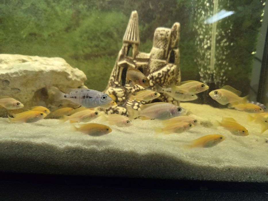 Pyszczaki Malawi