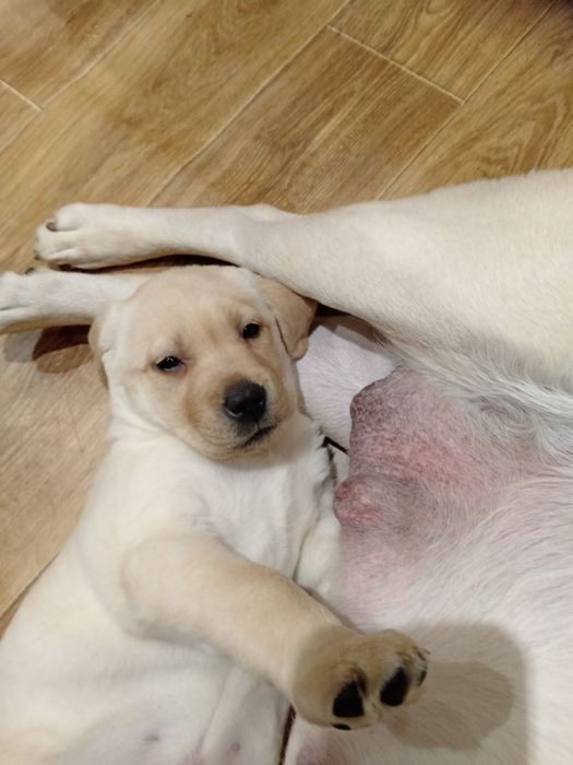 Лабрадор ретривер