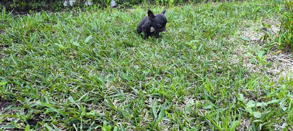Bulldog francês criado em ambiente familiar disponível para entrega im