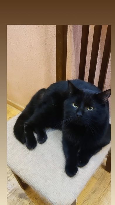 Отдам чёрного кота, 1 год, кастрирован