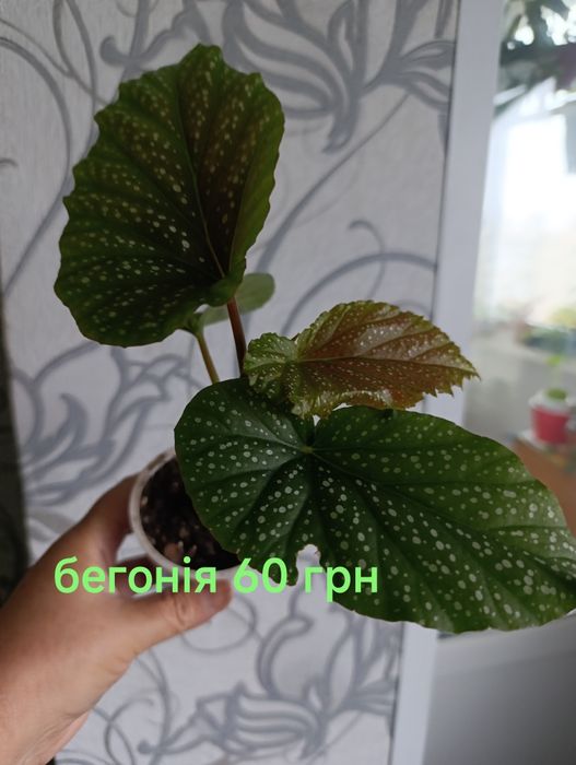 Кімнатні рослини