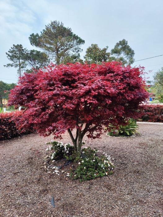 Semente germinação Acer Acers Bordo japonês Palmatum arvore planta