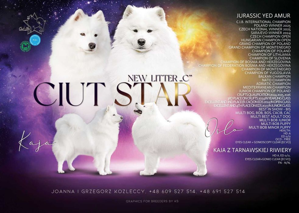 Samoyed Szczeniak Suczka ZKwP