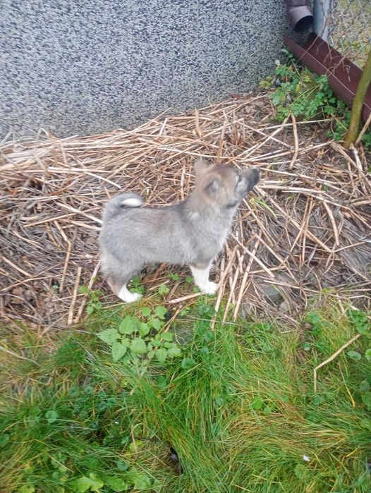 Łajka Zachodniosyberyjska