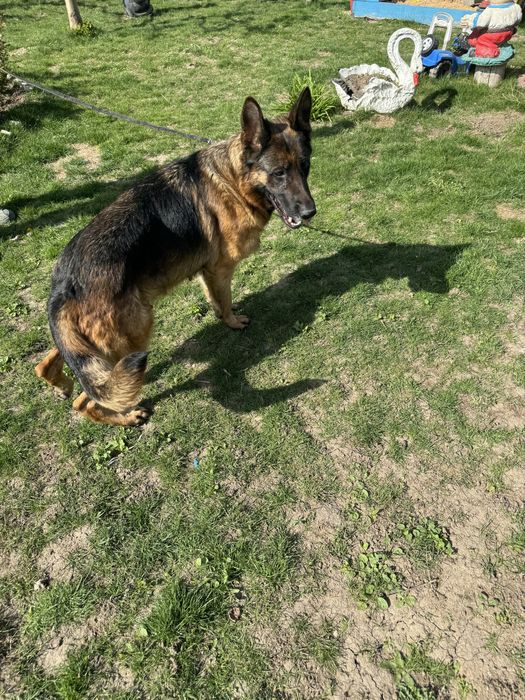 Щенята німецької вівчарки