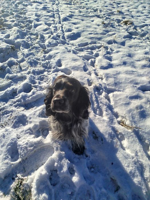 Російський спаніель в'язка