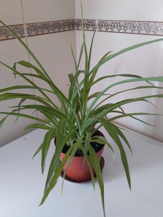 Кімнатні рослини: опунція, олеандр, хлорофітум