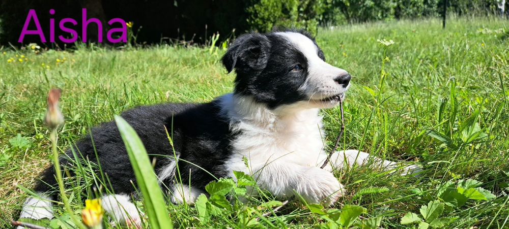 Border Collie szczeniak