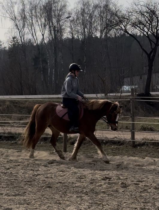 Piękny wałach kucyk 135cm