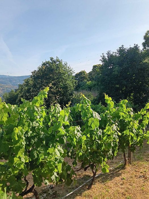 Terreno Agrícola com Vinha e Árvores de Fruto