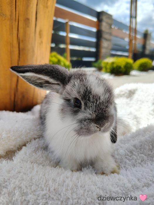 Mini Lop z metryka królik miniaturka domowy