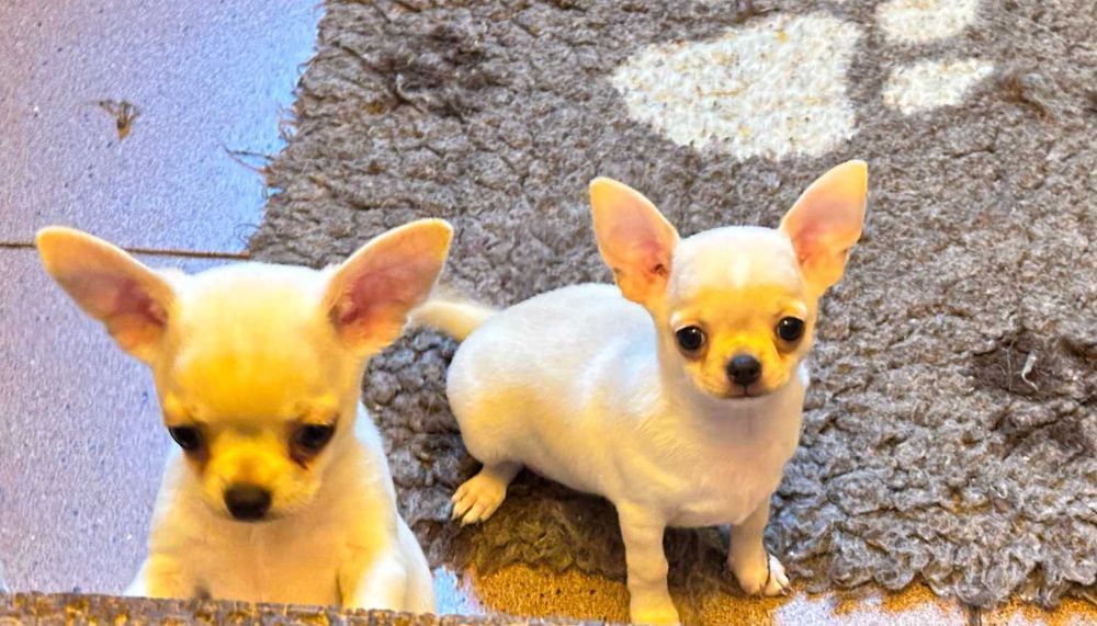 Chihuahua krótkowłosa Rod. FCI Po Mł. ZWYCIĘZCY ŚWIATA SUPER MALUCH