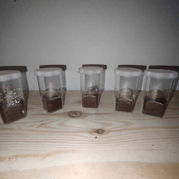 Psalmopoeus Cambridgei L1/2