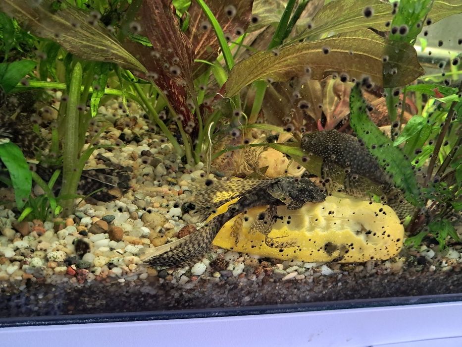 Glonojad zbrojnik niebieski i złoty