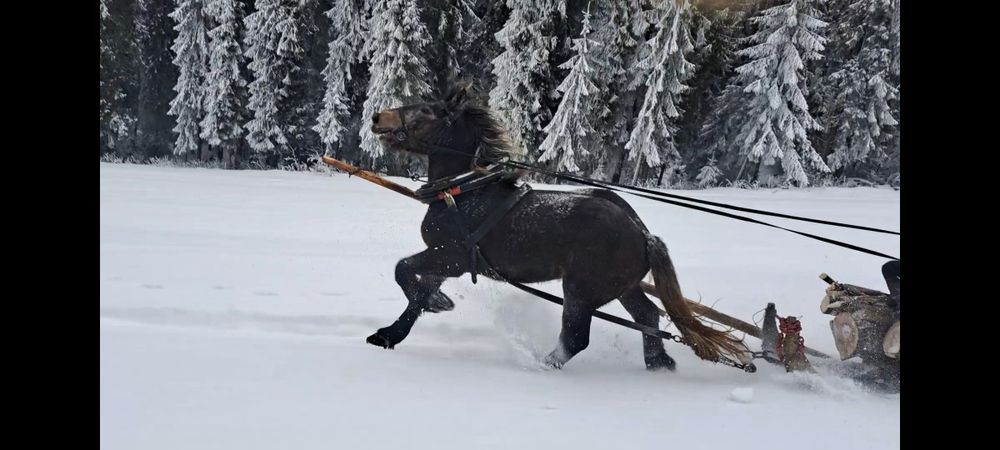 Ogier zimnokrwisty