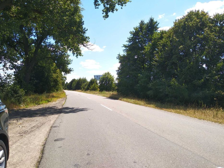 Ділянка з пишними молодими соснами, поруч ліс. заказник, грибні місця