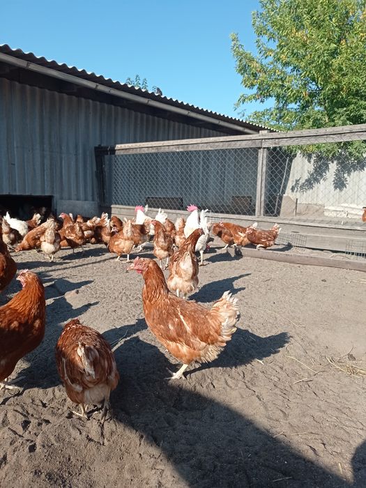 Куры петухи и молодка !!!