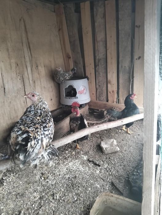 Caquitas  belgeares Mil Flores