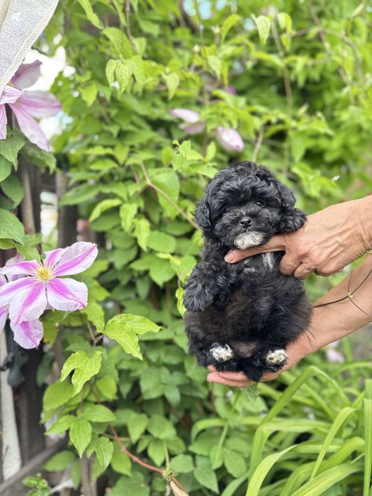 Черный мальчик мальтипу мини с паспортом, чипом, вакцинами
