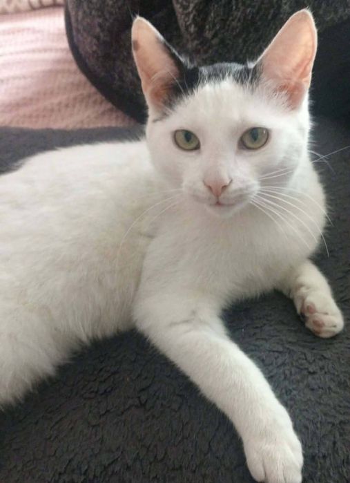Kotek do adopcji