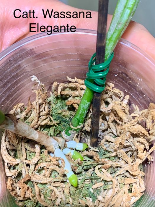 Орхідея каттлейя Cattleya Wassana Elegante Eria Pinalia Obesa