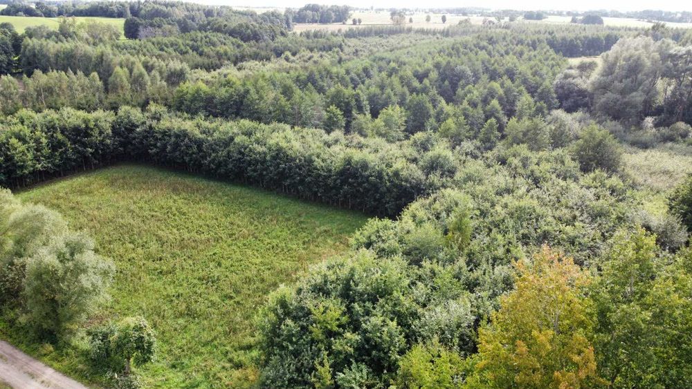 Działki otulone lasem z warunkami zabudowy, las - Widok 2