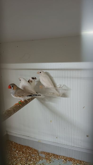 Sprzedam mewki japonskie