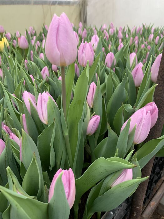 Продам луковицы галанского тюльпана