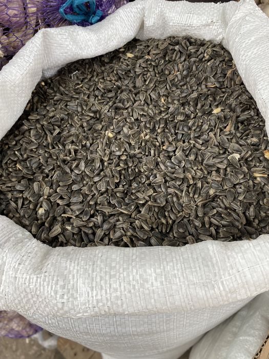 Насіння соняшнику Олійне