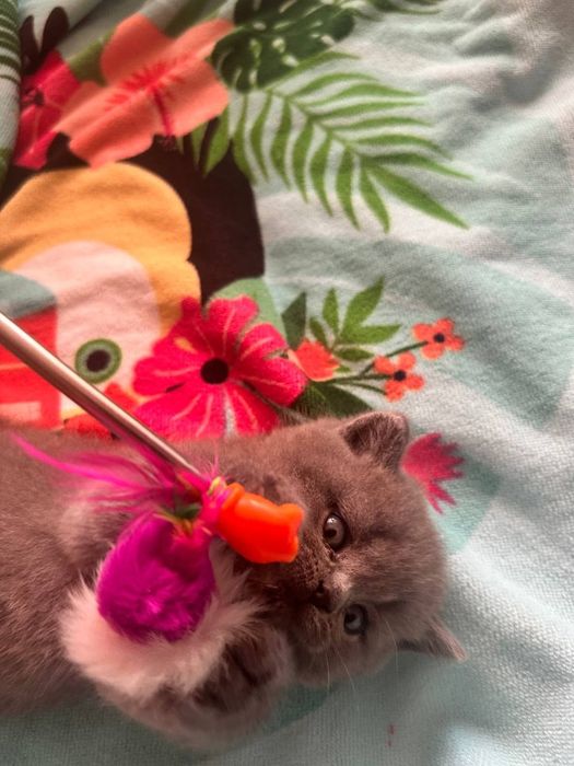 Британские котята